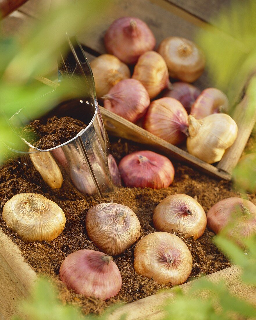 Gladiolus corms