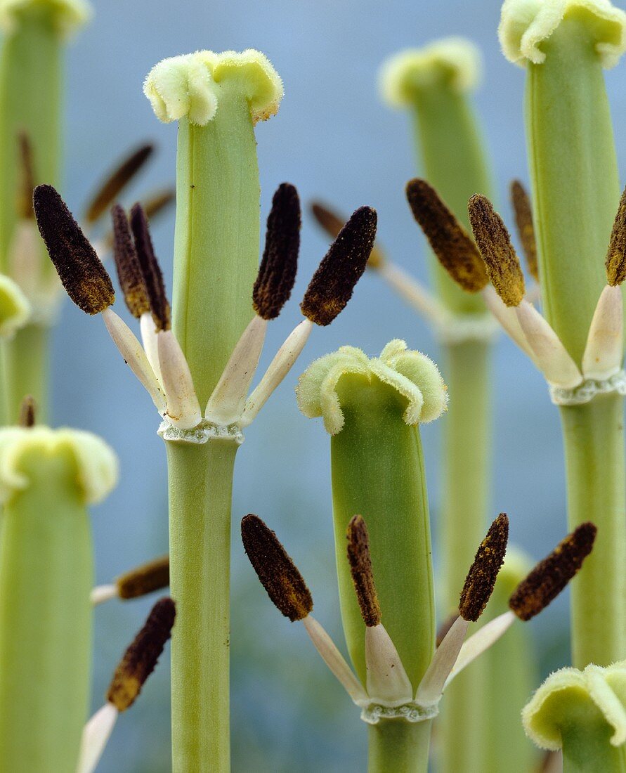 Stigma, style and stamens of tulips (close-up)