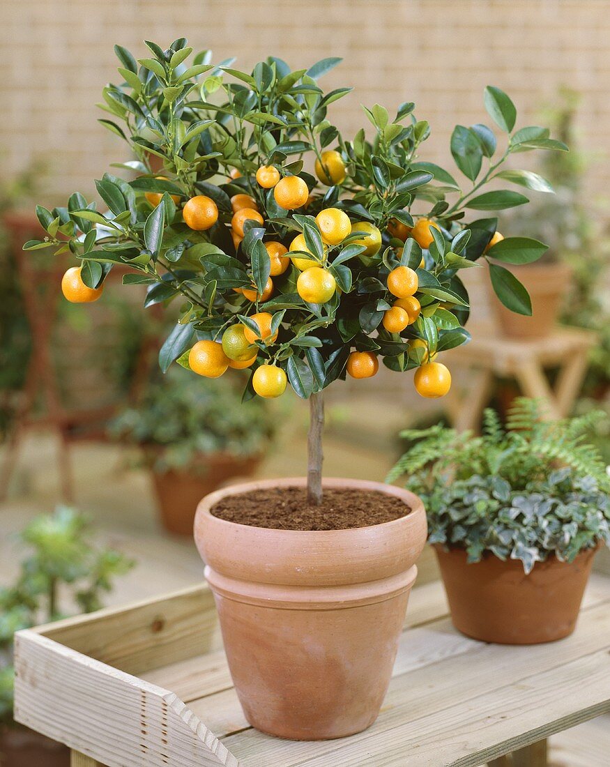 Small mandarin orange tree in pot