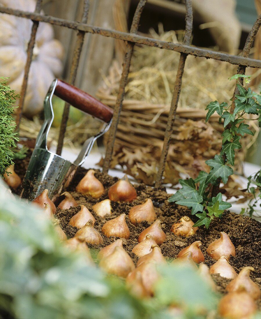 Bulbs ready for planting