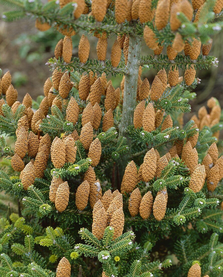 Koreatanne (lat. Abies koreana) mit Tannenzapfen