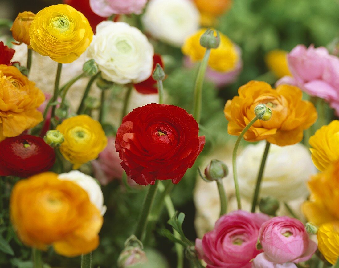 Ranunculus in various colours