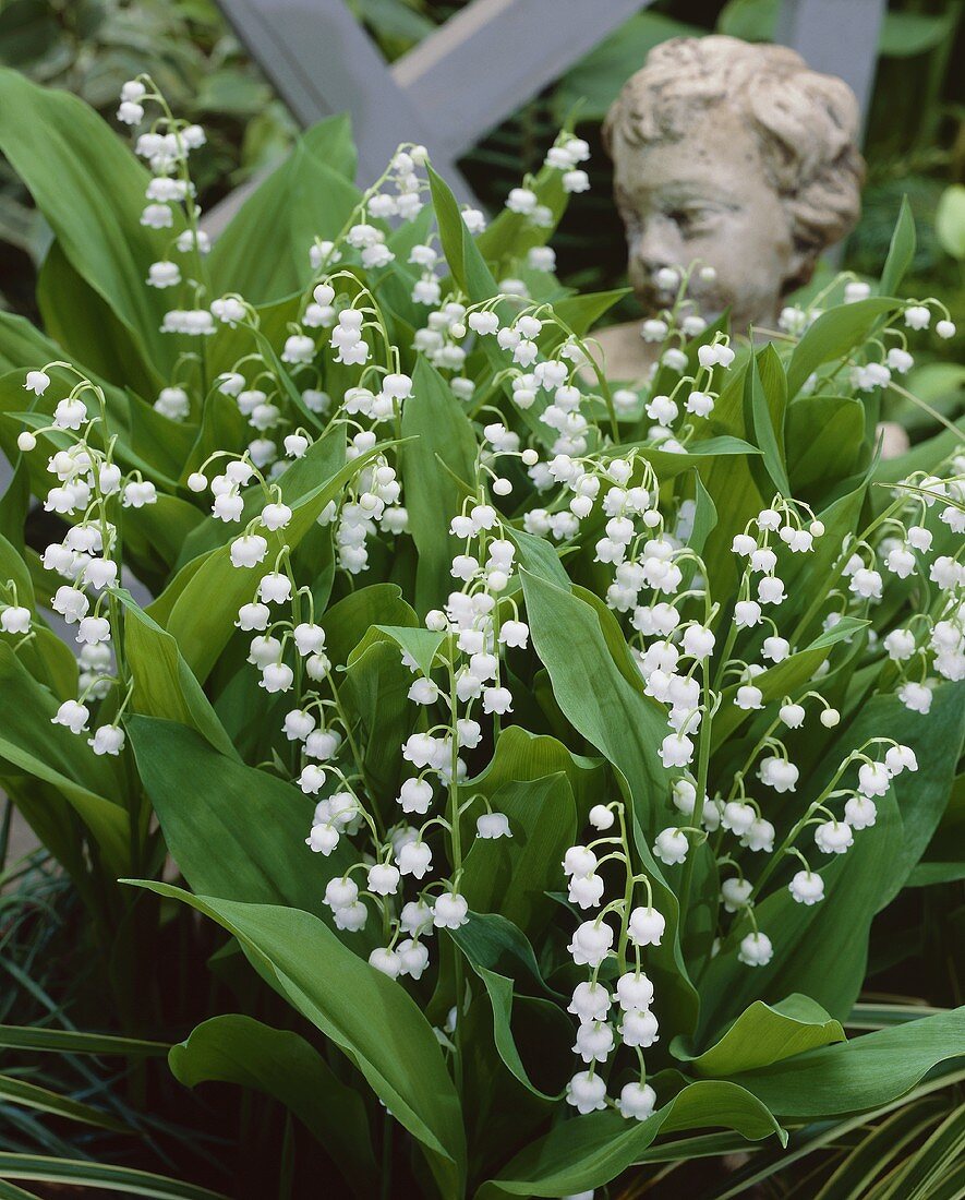 Lilies of the valley (Convallaria majalis 'Bordeaux')