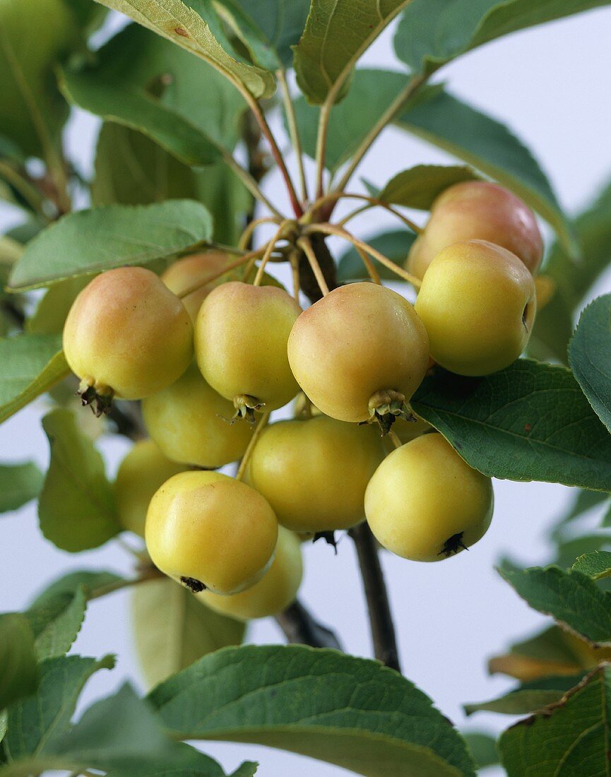 Crab apples (Malus 'Red Sentinel') on branch