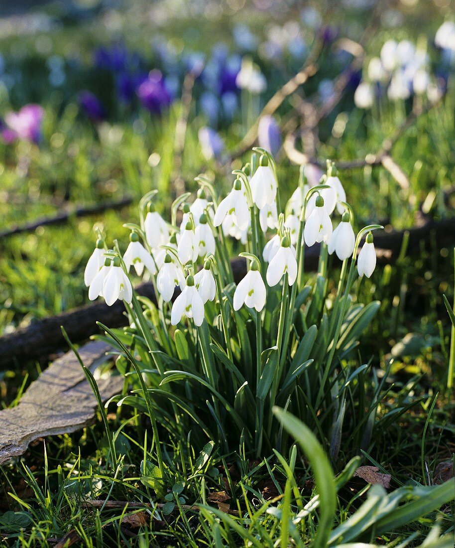 Schneeglöckchen (Galanthus)