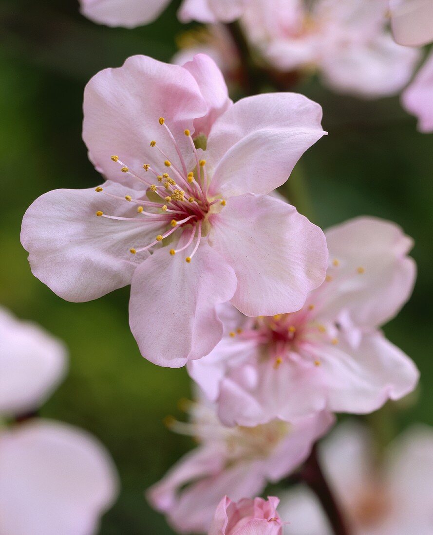 Apple Blossoms on the Branch