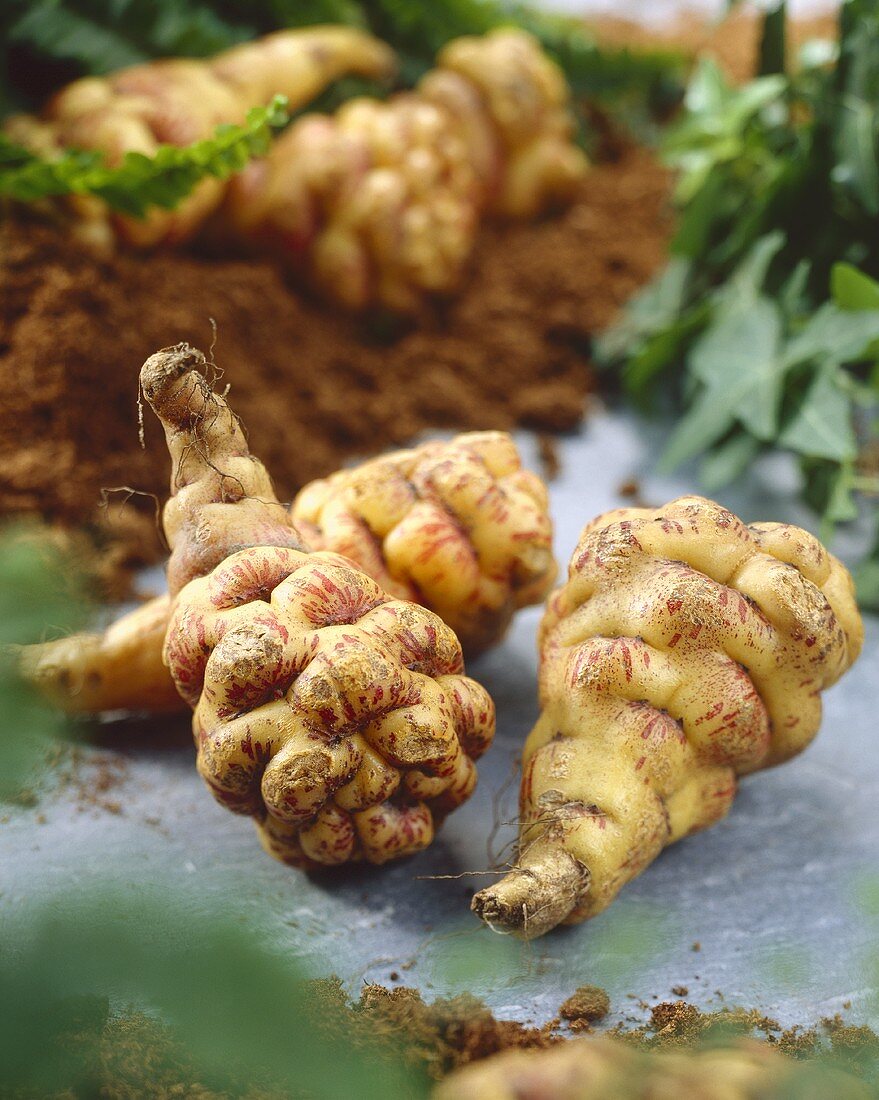 Tubers of Tropaeolum tuberosum 'Ken Aslet'