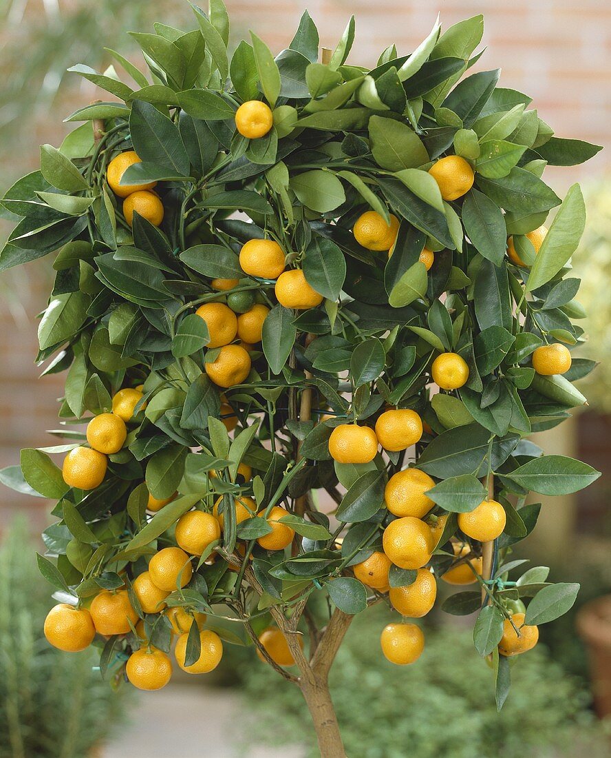 Small calamondin tree