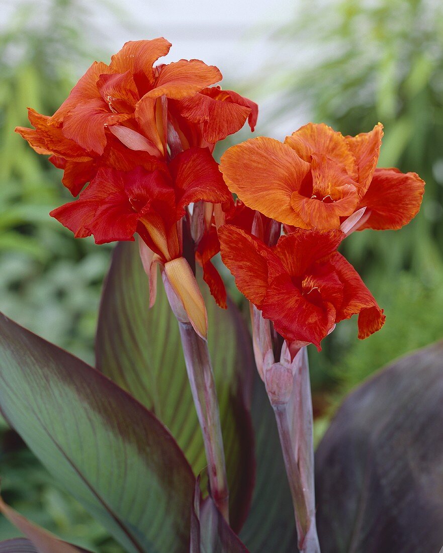 Canna 'Red King Humbert'