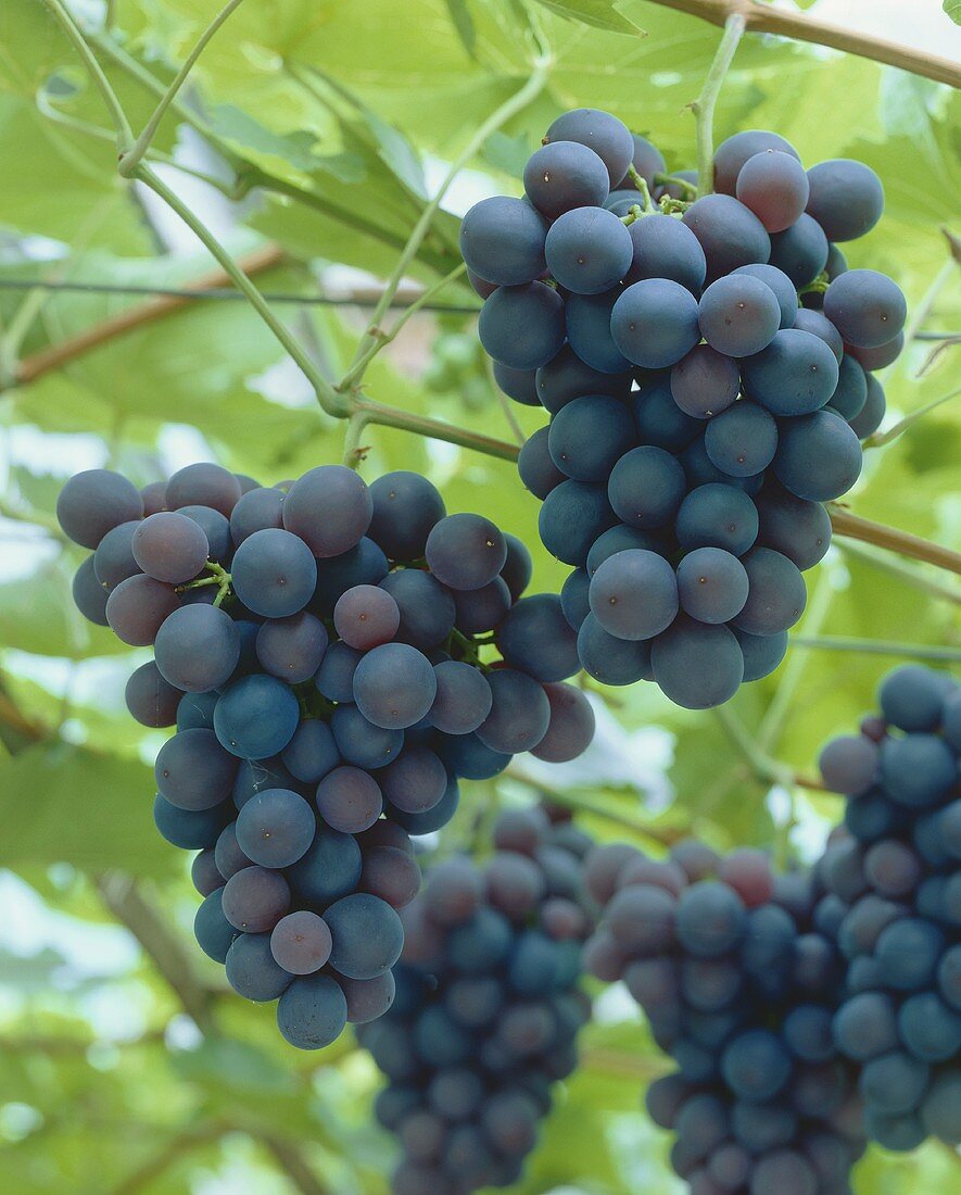 Black grapes on the vine