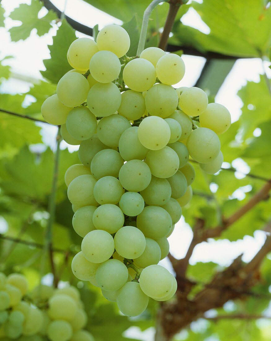 Green table grapes, variety 'Golden Champion'