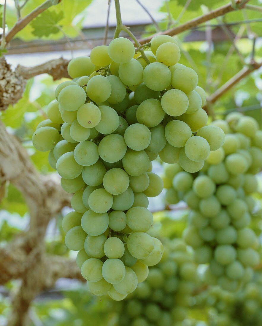 Muscat table grapes