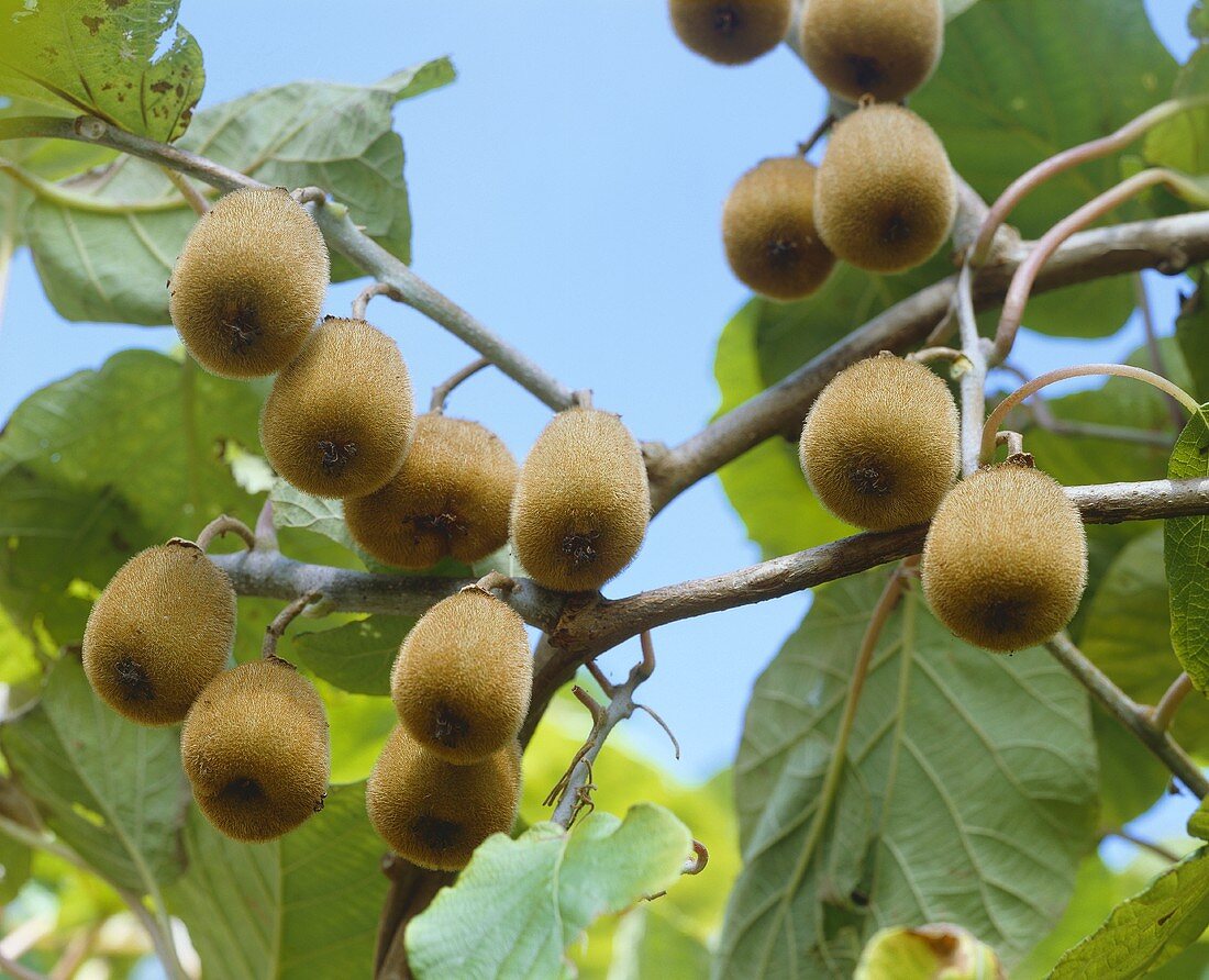 Kiwis am Zweig (Actinidia deliciosa)