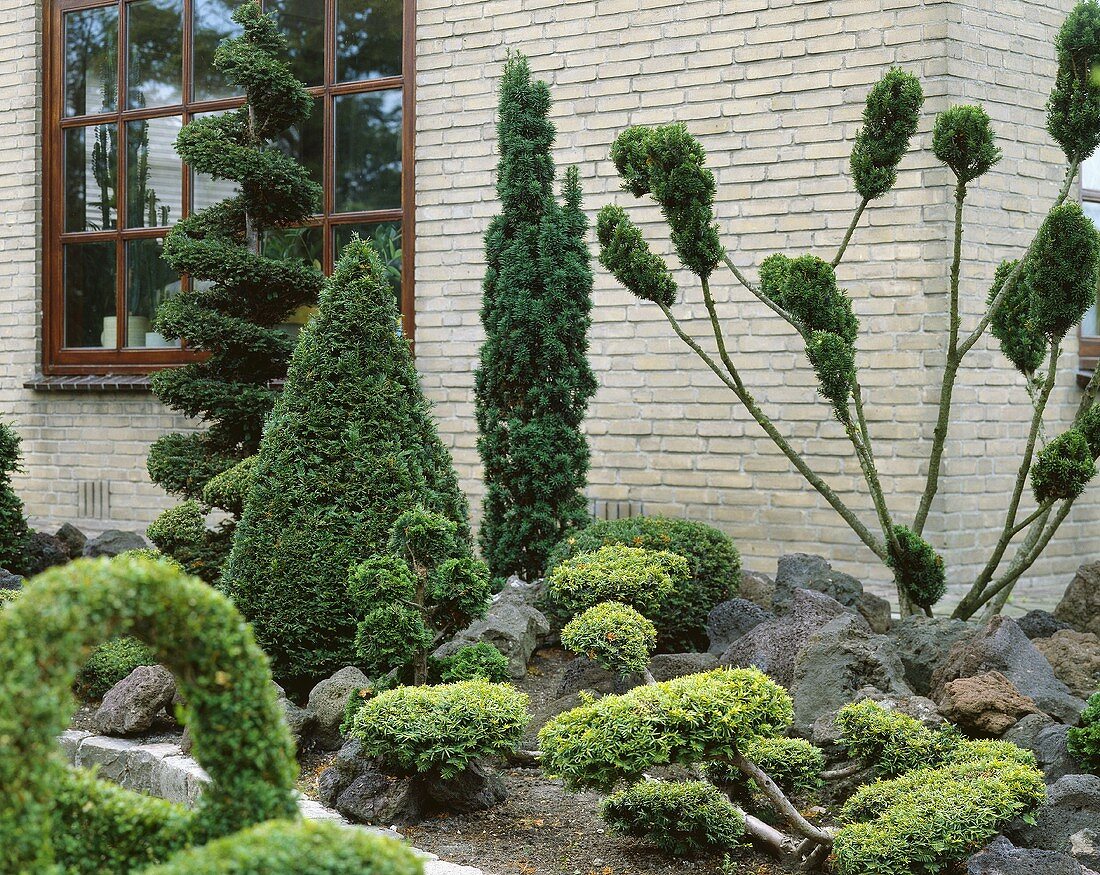 Garden with mixed conifers