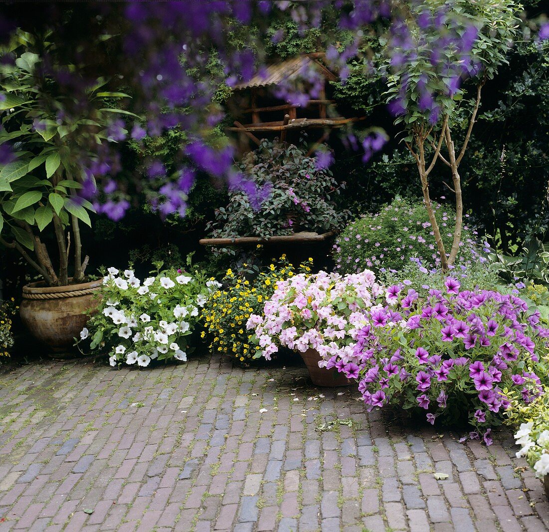Flowering summer plants in pots in garden