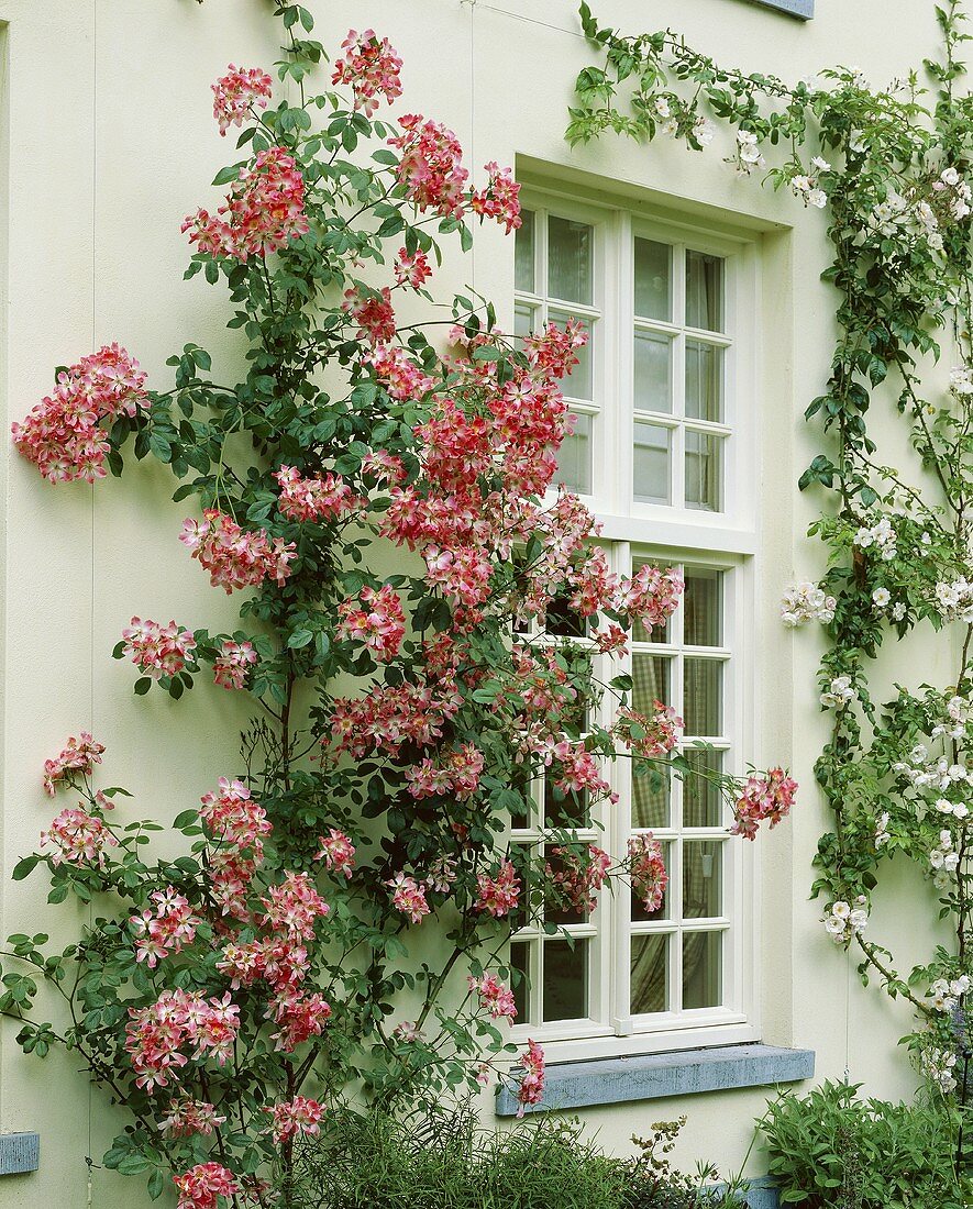 Hausfassade mit Kletterrose (Rosa Meidiland)