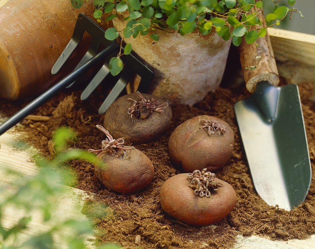 Cyclamen bulbs (Cyclamen cilicium)