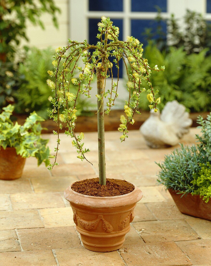 Mountain willow (Salix arbuscula)