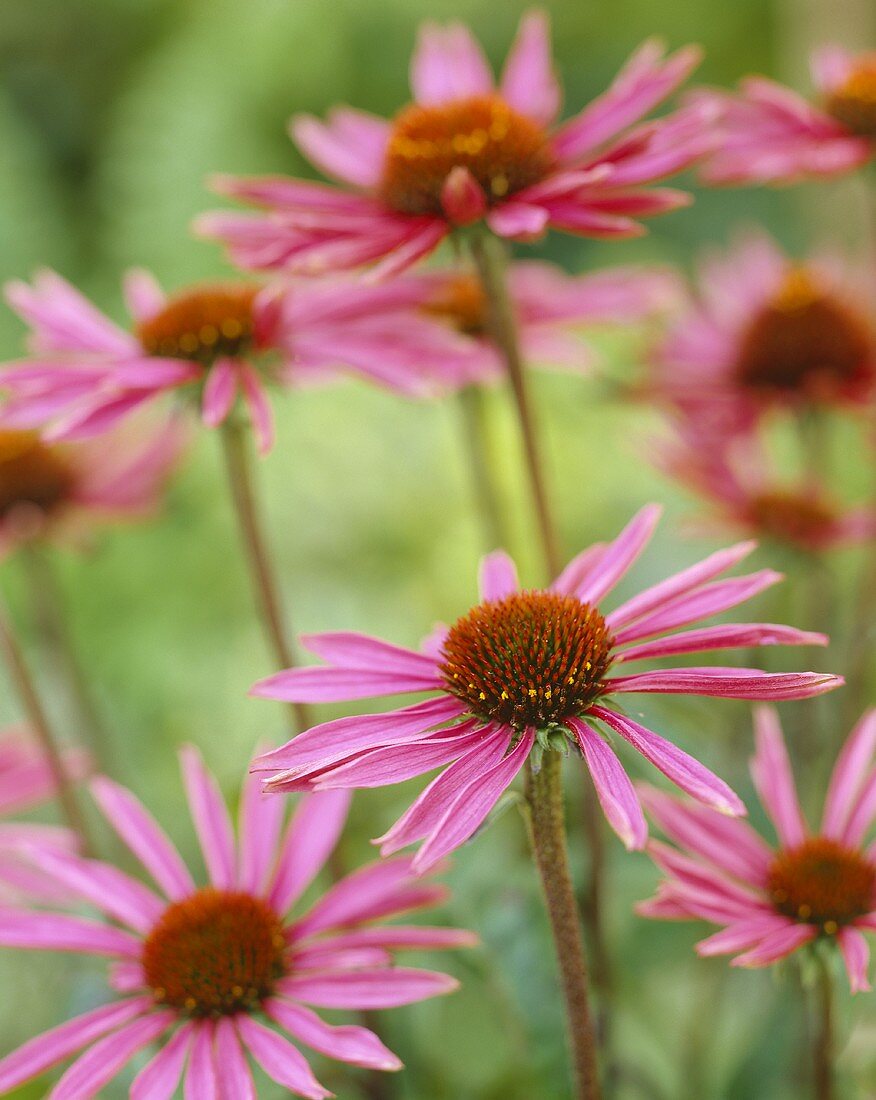 Coneflower (Echinacea 'Pica Bella')