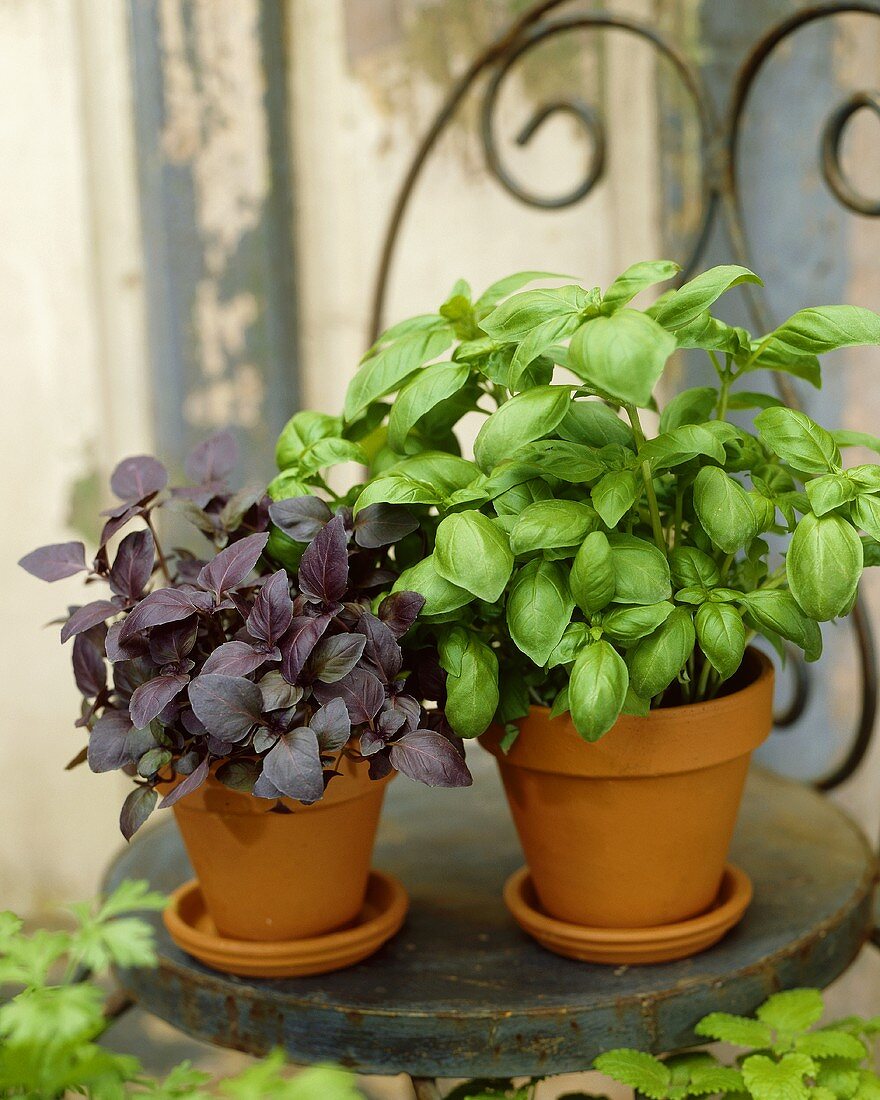 Red and green basil in pots