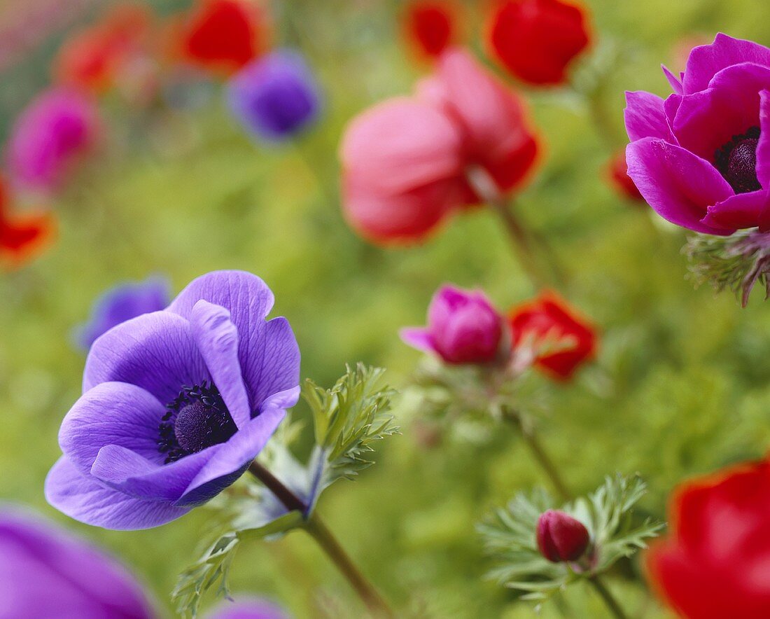 Brightly coloured anemones