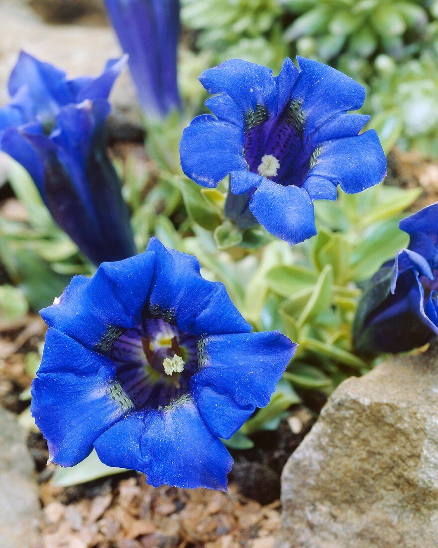 Enzian (Gentiana acaulis)