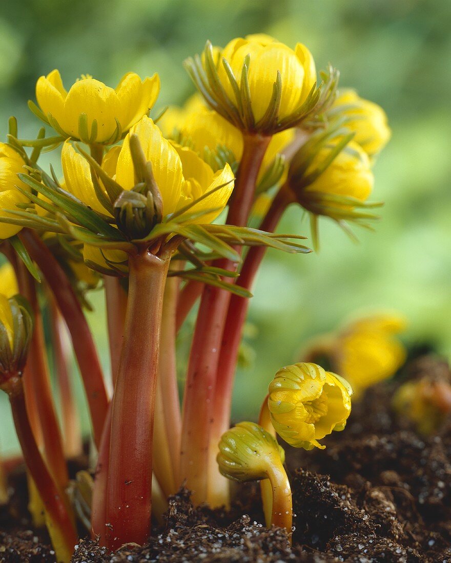 Winterling (Eranthis cilicica)