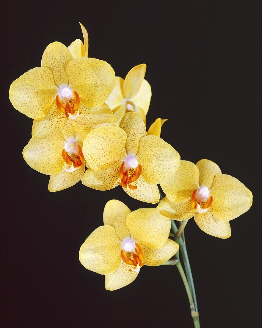 Phalaenopsis orchid