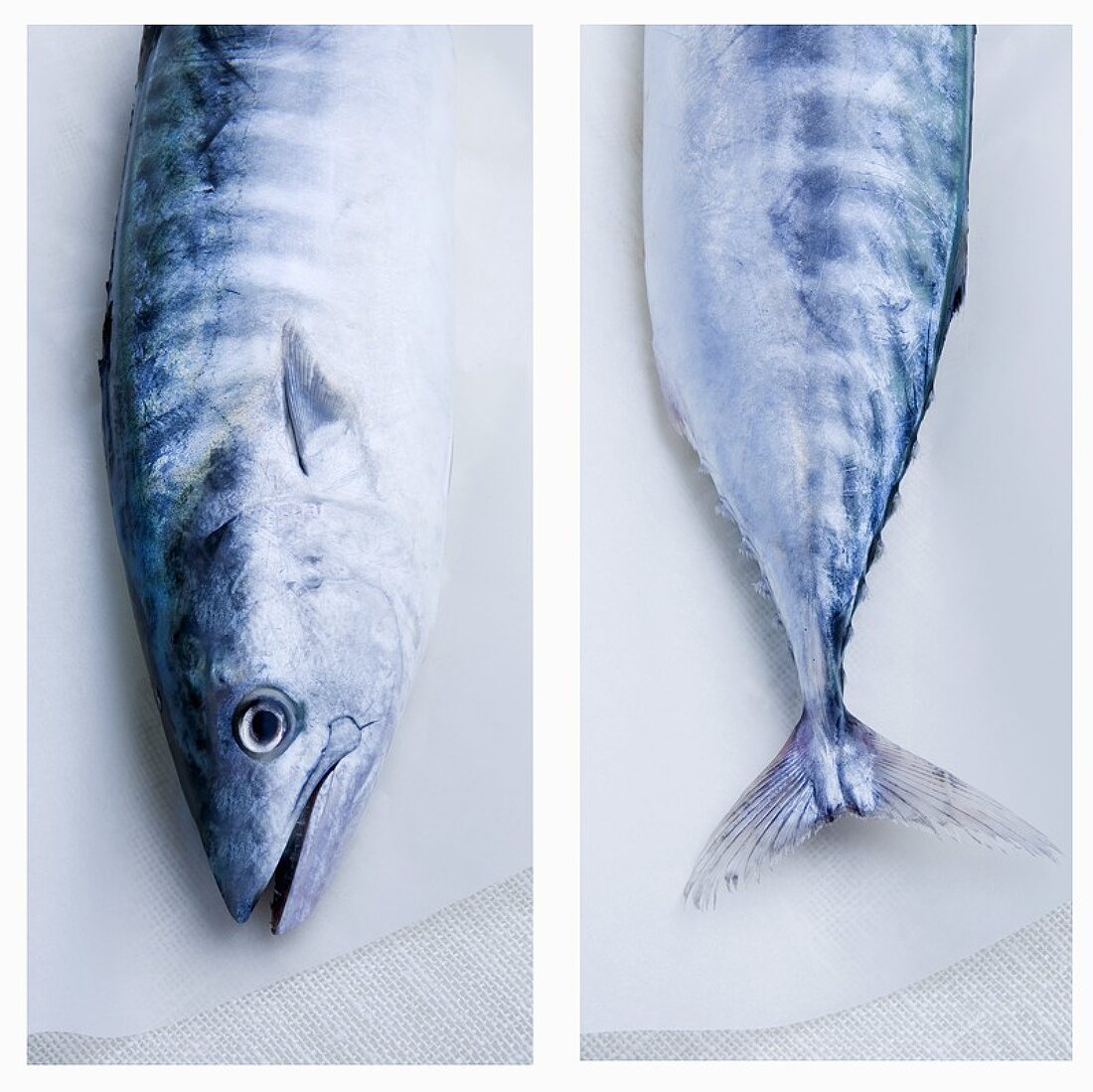 Bonito-Fisch