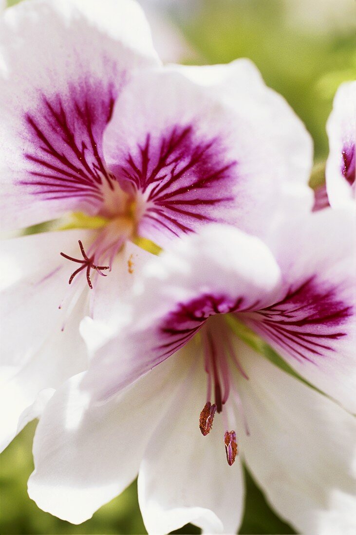 Pelargonium (variety: Imperial Butterfly)