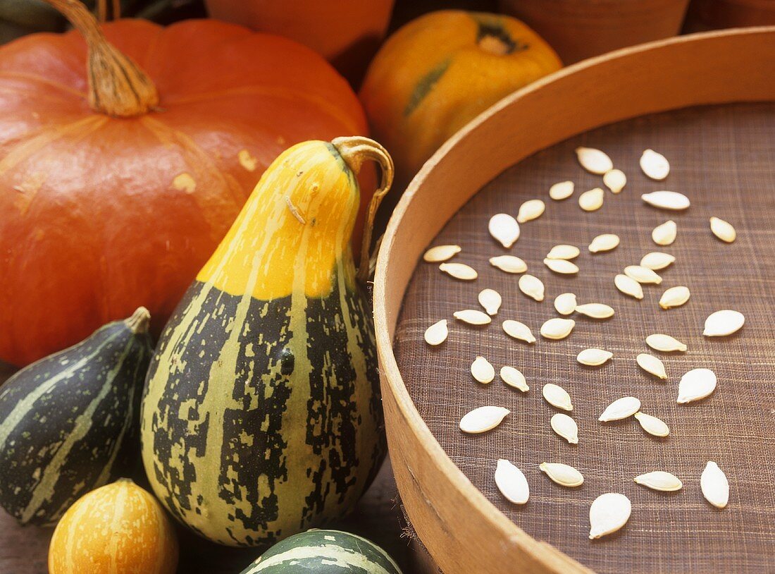 Pumpkin seeds drying on a sieve, assorted squashes & pumpkins