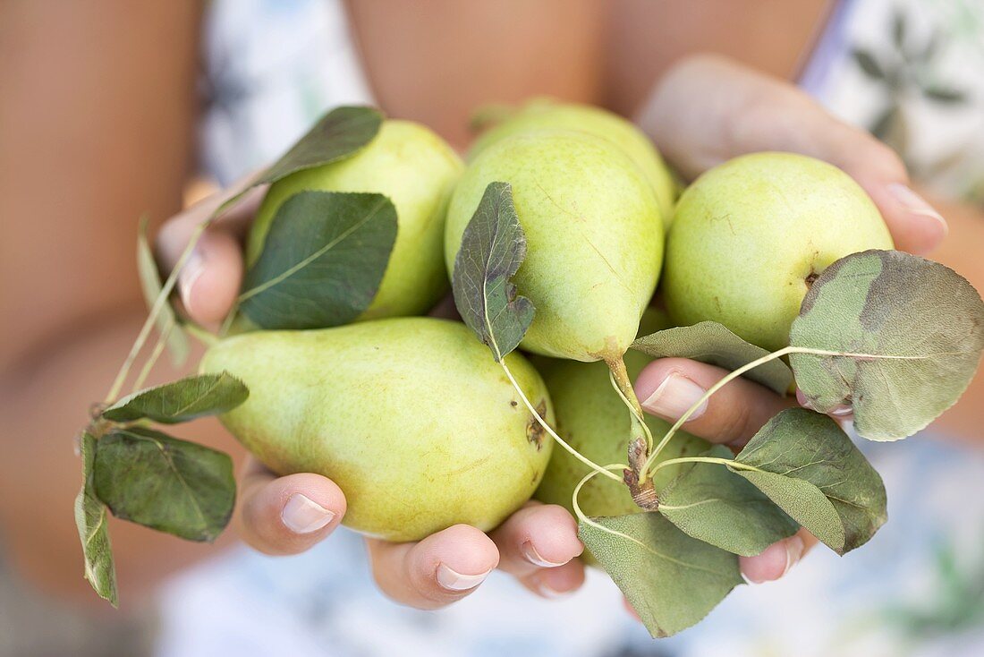 Hands holding fresh pears