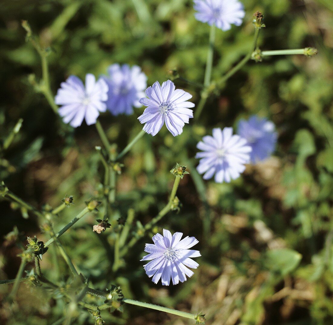 Flowering chicory