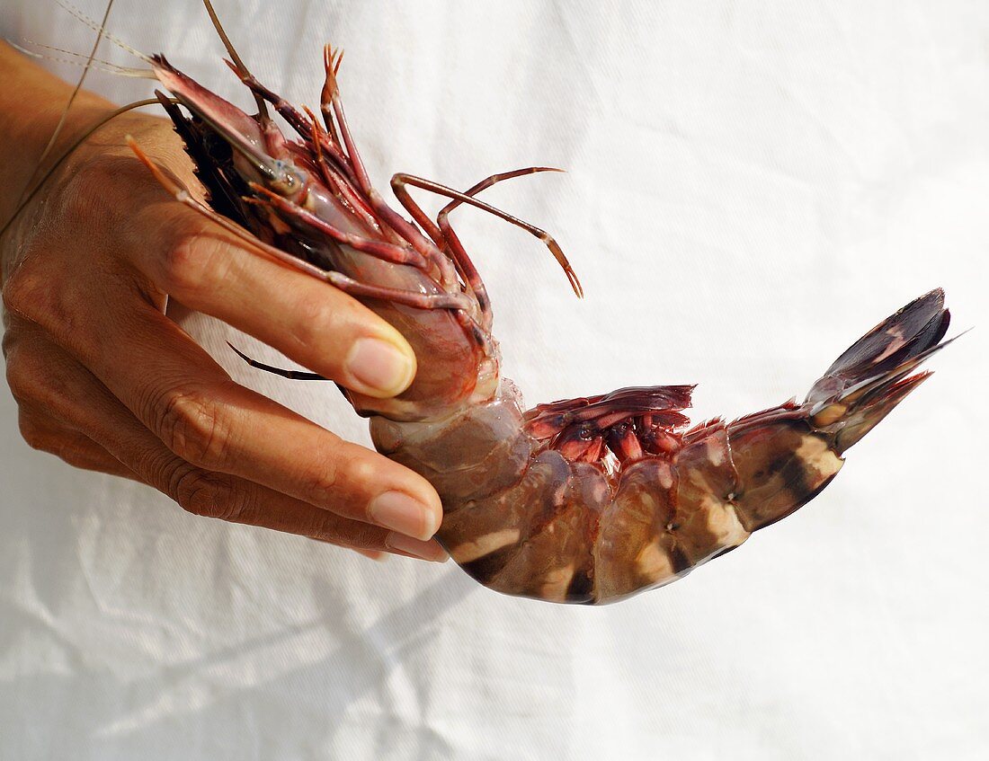 Hand hält eine frische Garnele (Red Prawn, aus Asien)