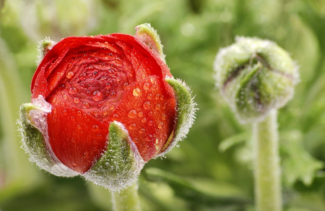 Rote Ranukelblüte mit Tautropfen