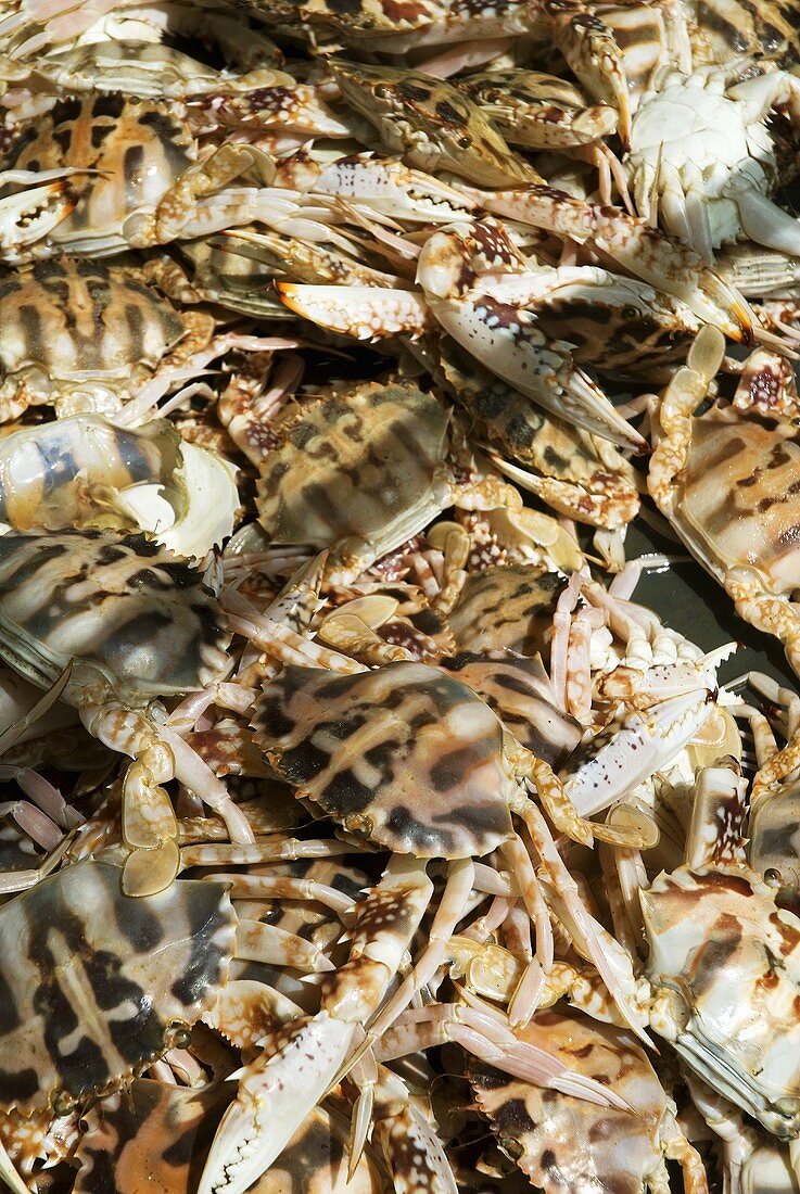 Fresh crabs on a market stall in Chiang Mai, Thailand