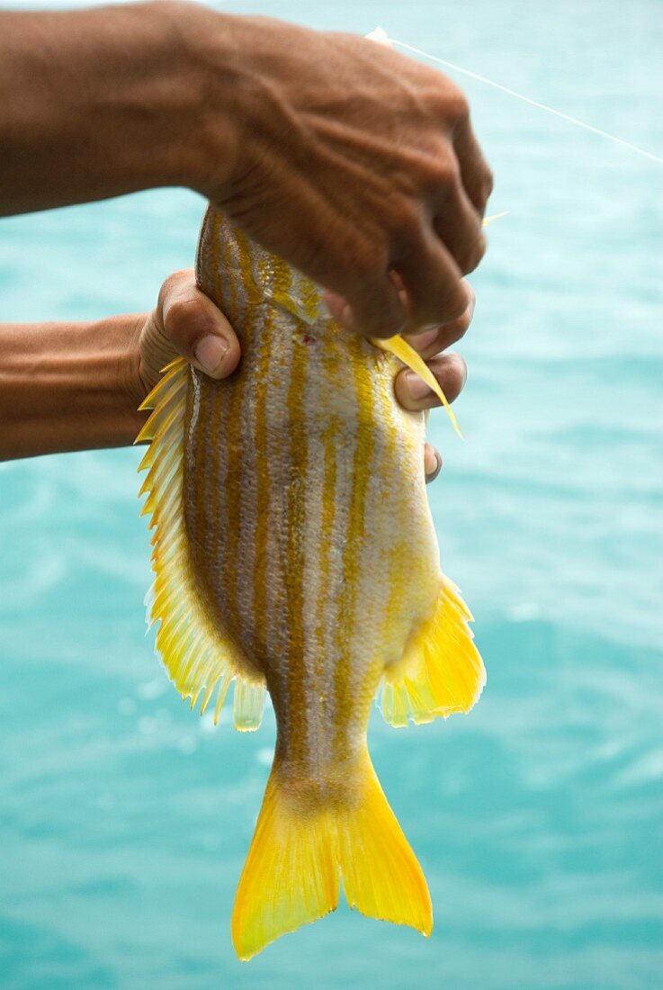Hände halten frisch gefangenen Yellow Snapper, Thailand