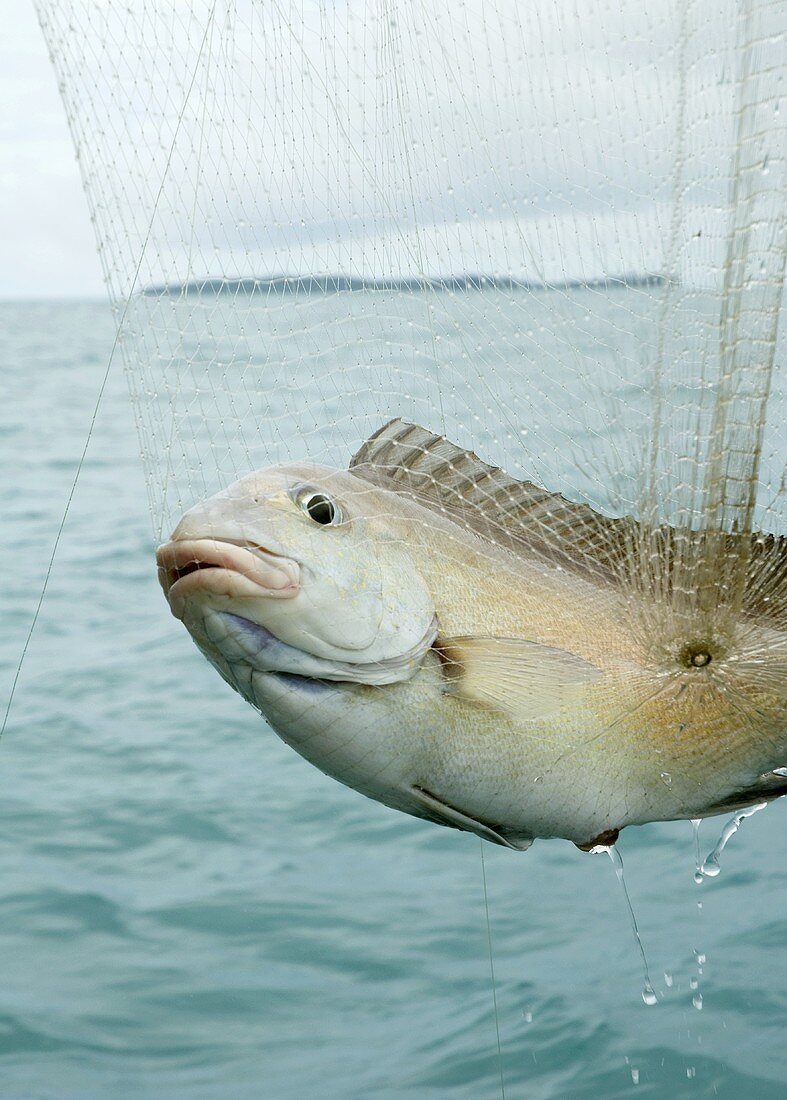 White Snapper in einem Fischernetz in Thailand