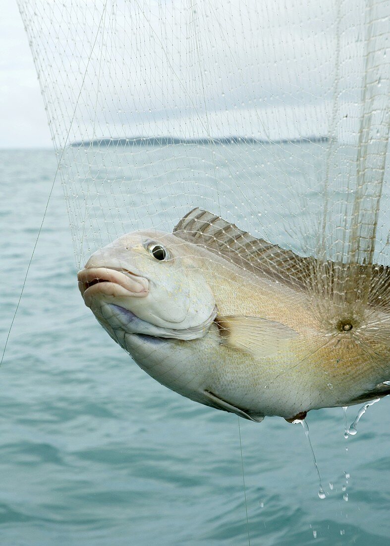 White snapper in a fishing net in Thailand