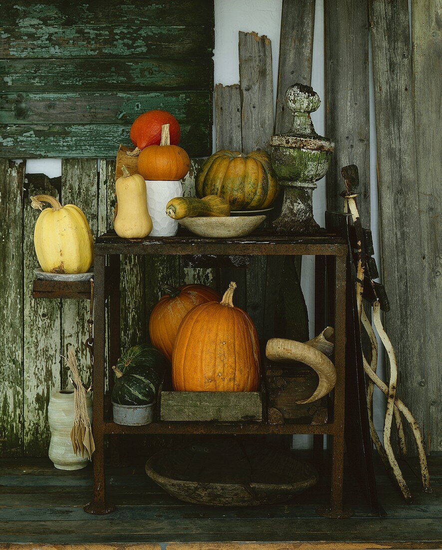 Assorted squashes and pumpkins on garden shelves