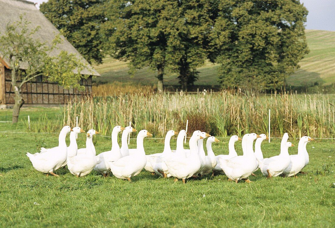 Gänse auf der Wiese