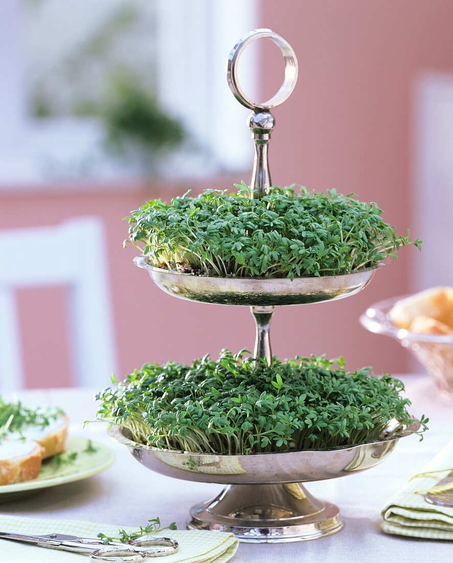 Garden cress in decorative metal stand on dining table