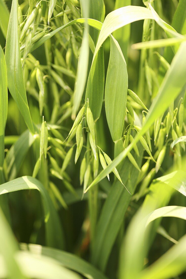 Eine grüne Haferpflanze auf einem Feld