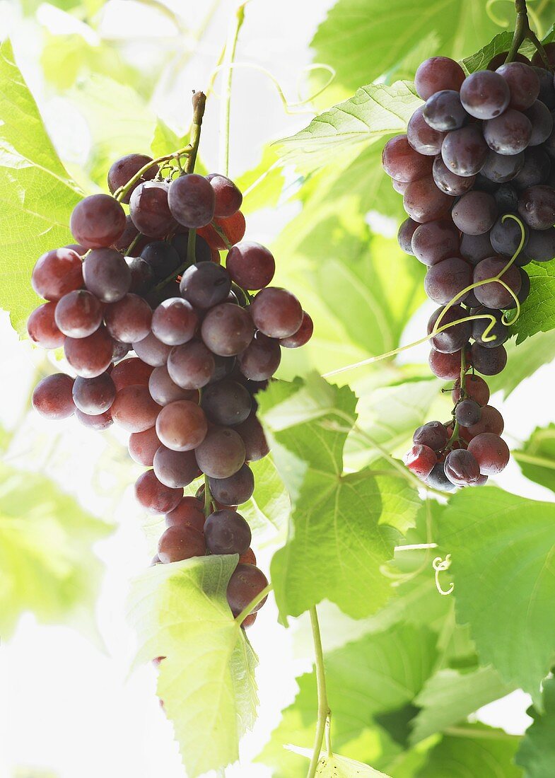 Red grapes on the vine