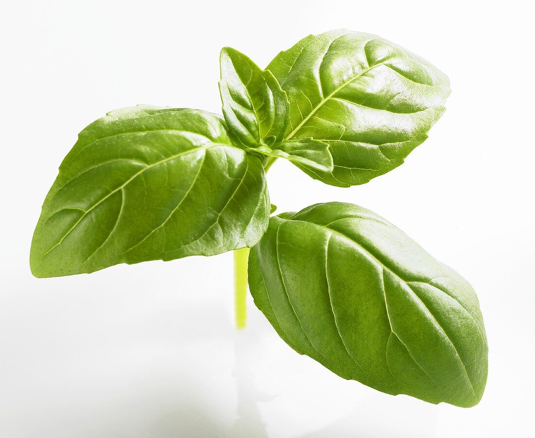 Basil leaves