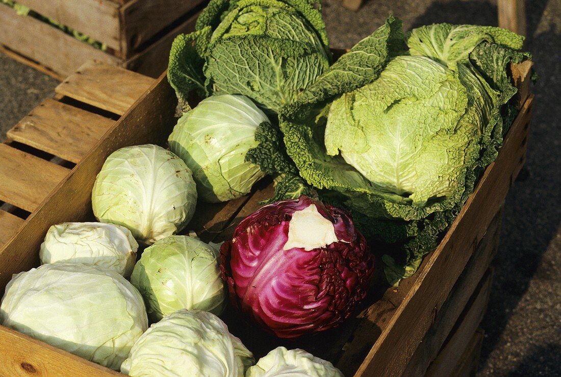 Market Tray with assorted Cabbages