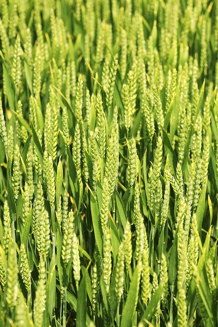 Grüne Weizenähren auf einem Feld im Frühsommer