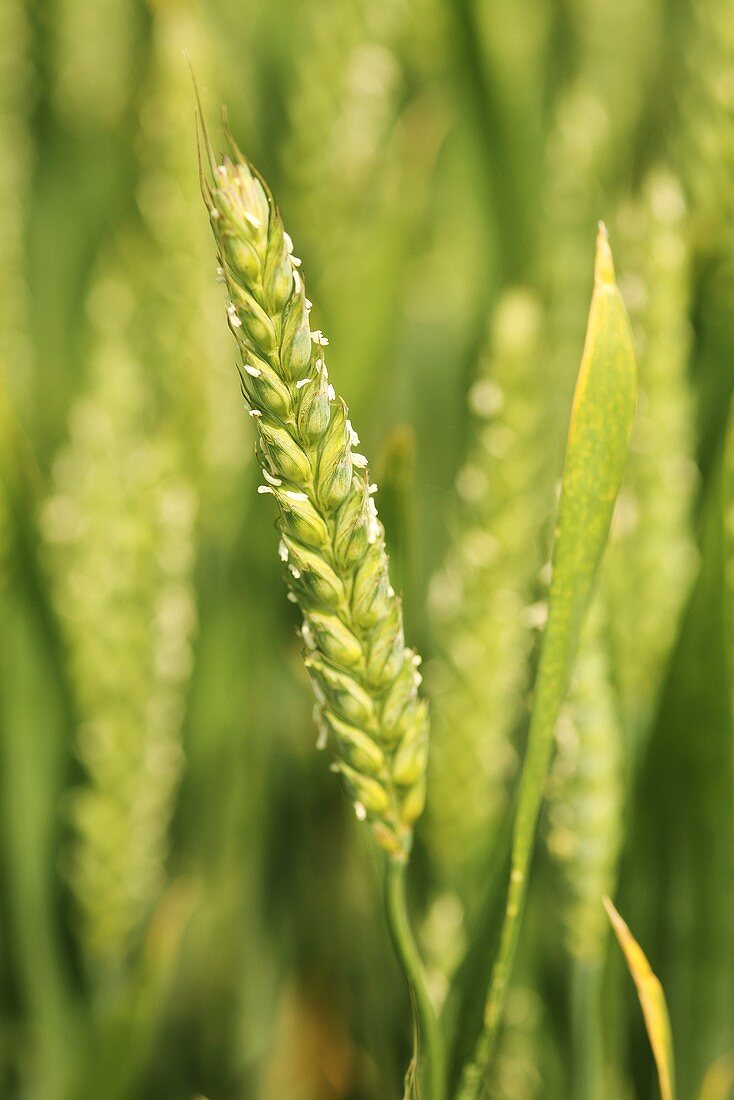 A green ear of wheat in the field (close-up)