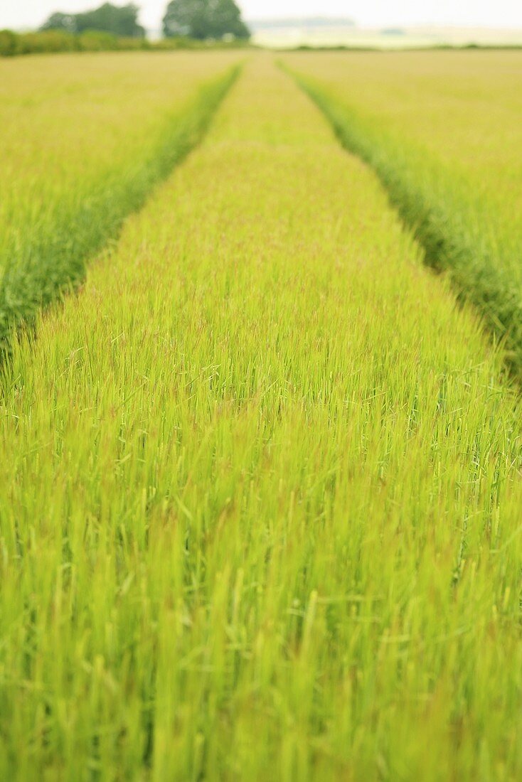 A field of winter barley with tramlines