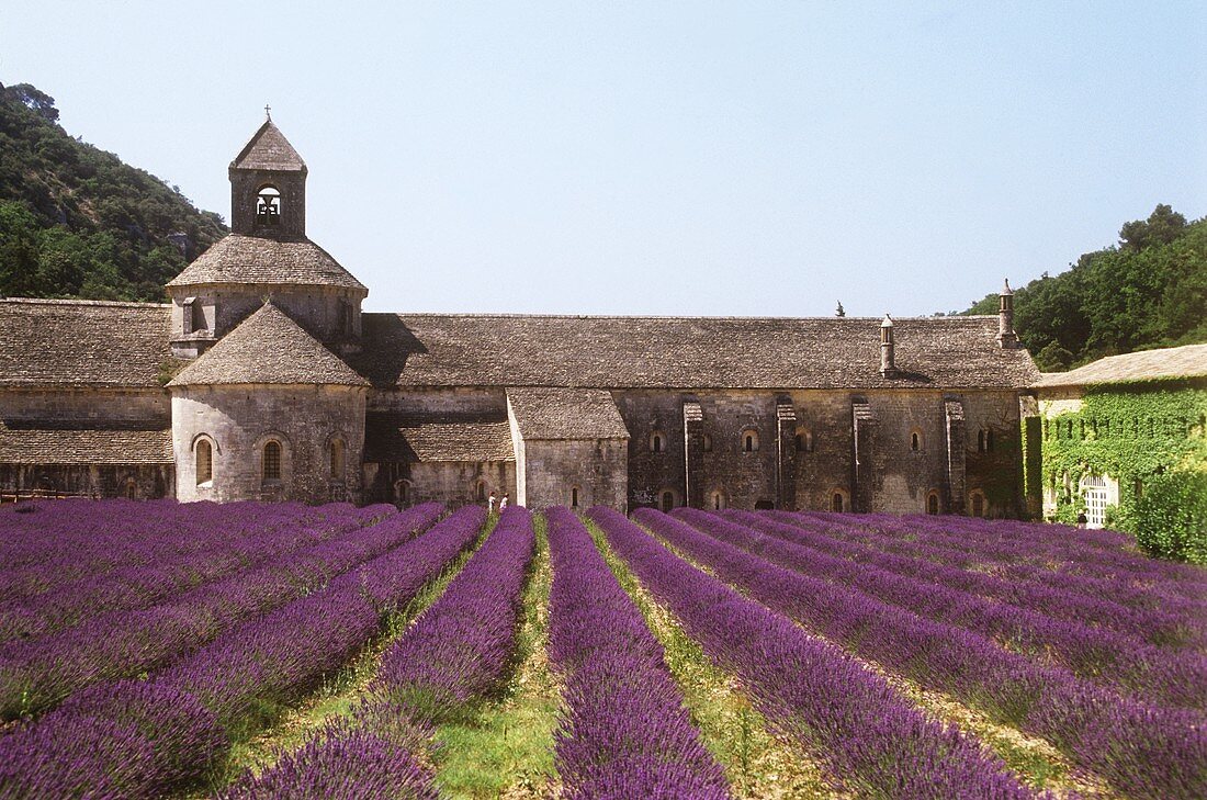 Lavendelblüte beim Kloster Senanque